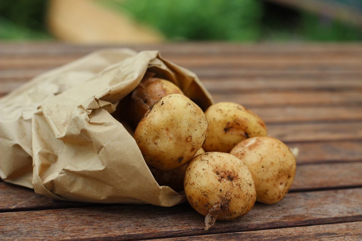 le patate con i germogli si possono mangiare