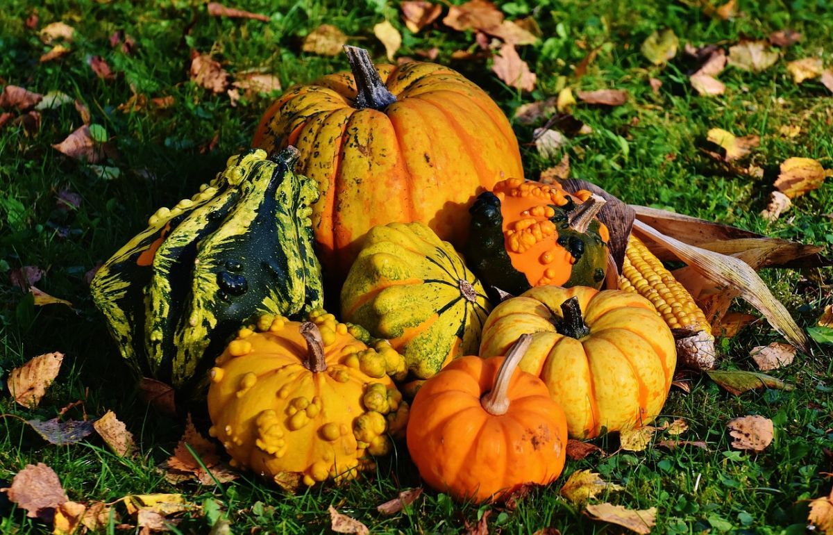 varietà di zucca